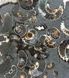 Polished Ammonite Fossil Slab - Marston Magna Marble #63839-1